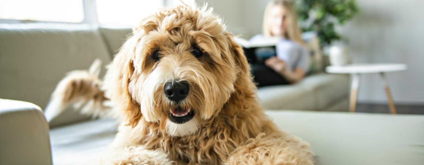 a dog sitting on a couch